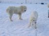 Maja and Gronik